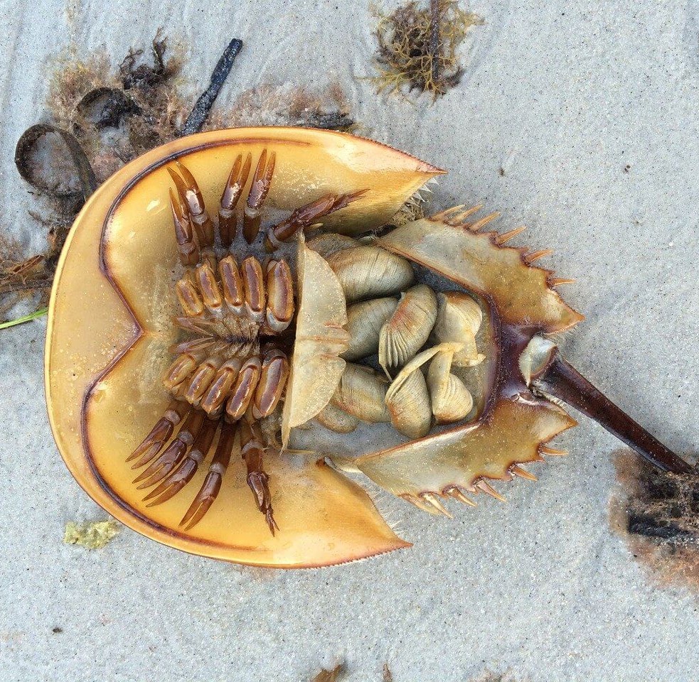 “Go Wild: Starting a Nature Journal (and using it to write a story)!” – Kim Ridley